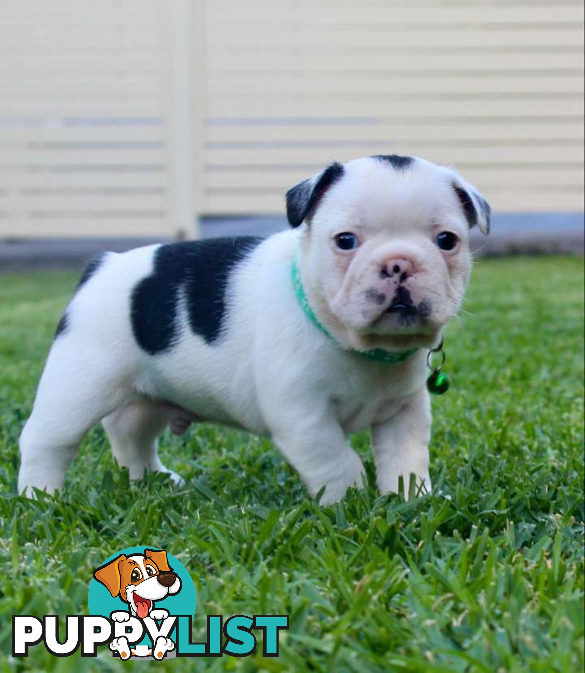 French bulldog puppies