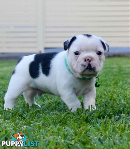 French bulldog puppies