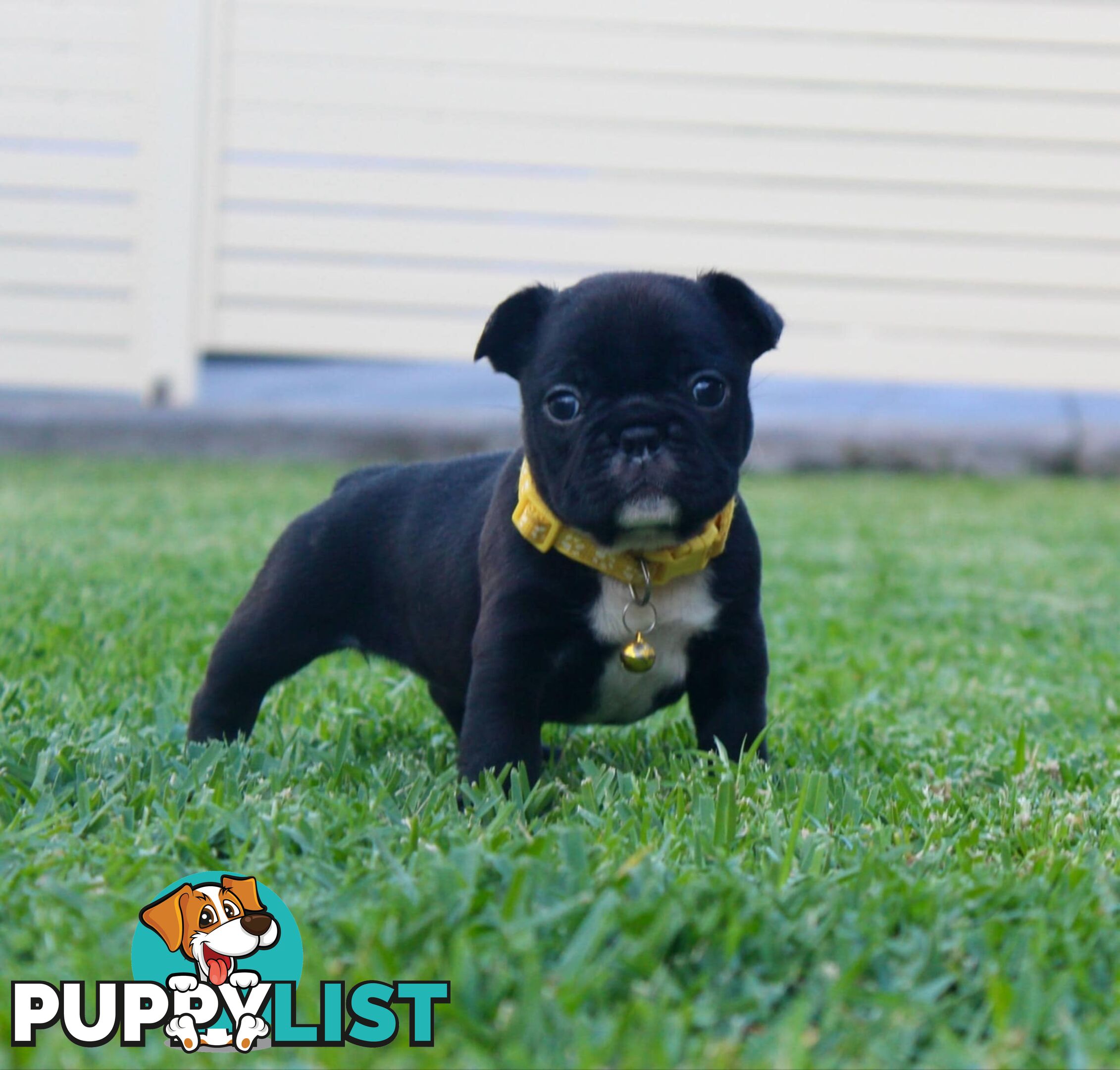 French bulldog puppies