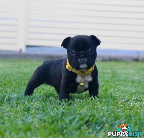 French bulldog puppies