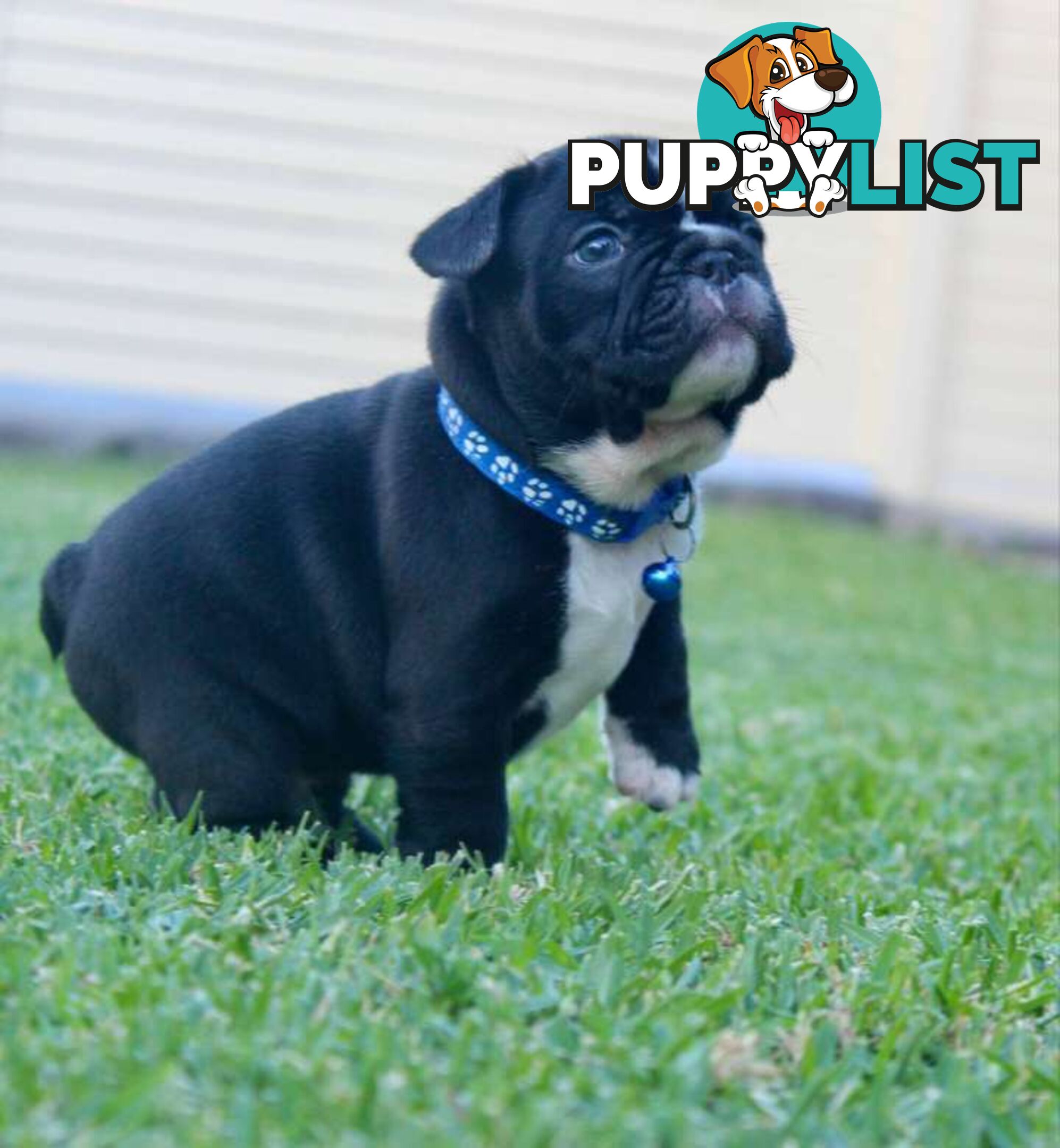 French bulldog puppies