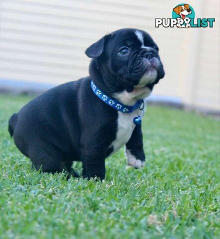 French bulldog puppies