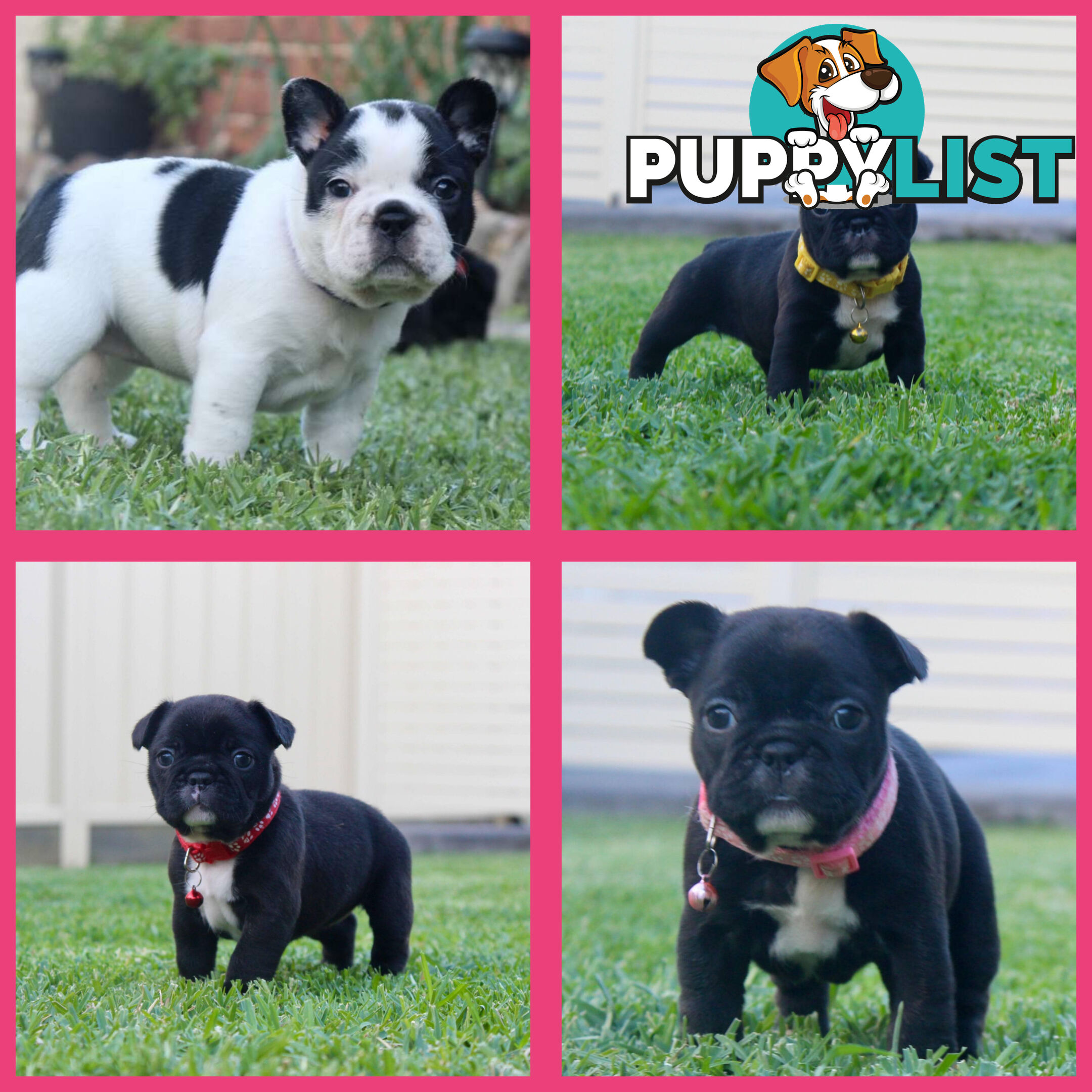 French bulldog puppies