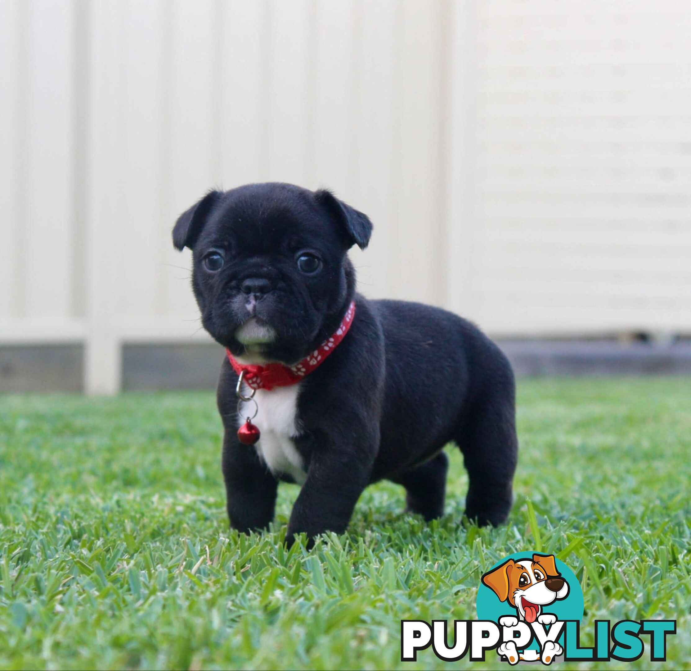 French bulldog puppies