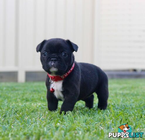 French bulldog puppies