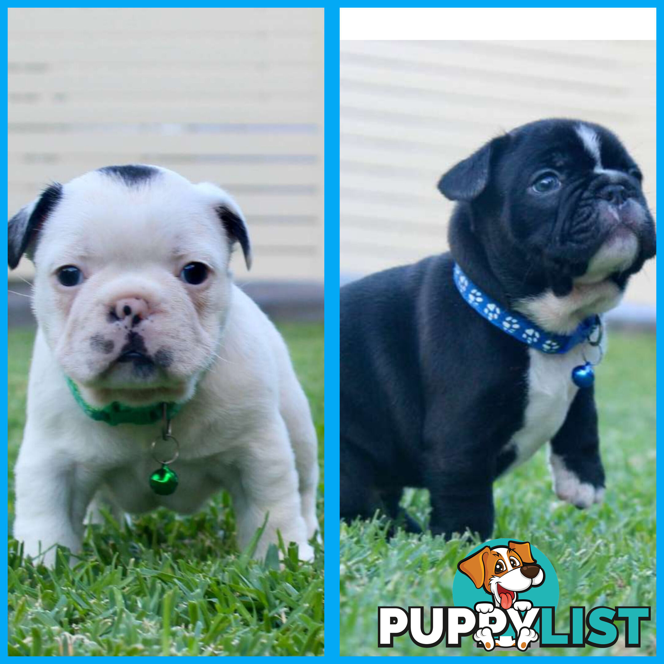 French bulldog puppies