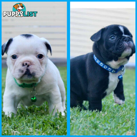 French bulldog puppies