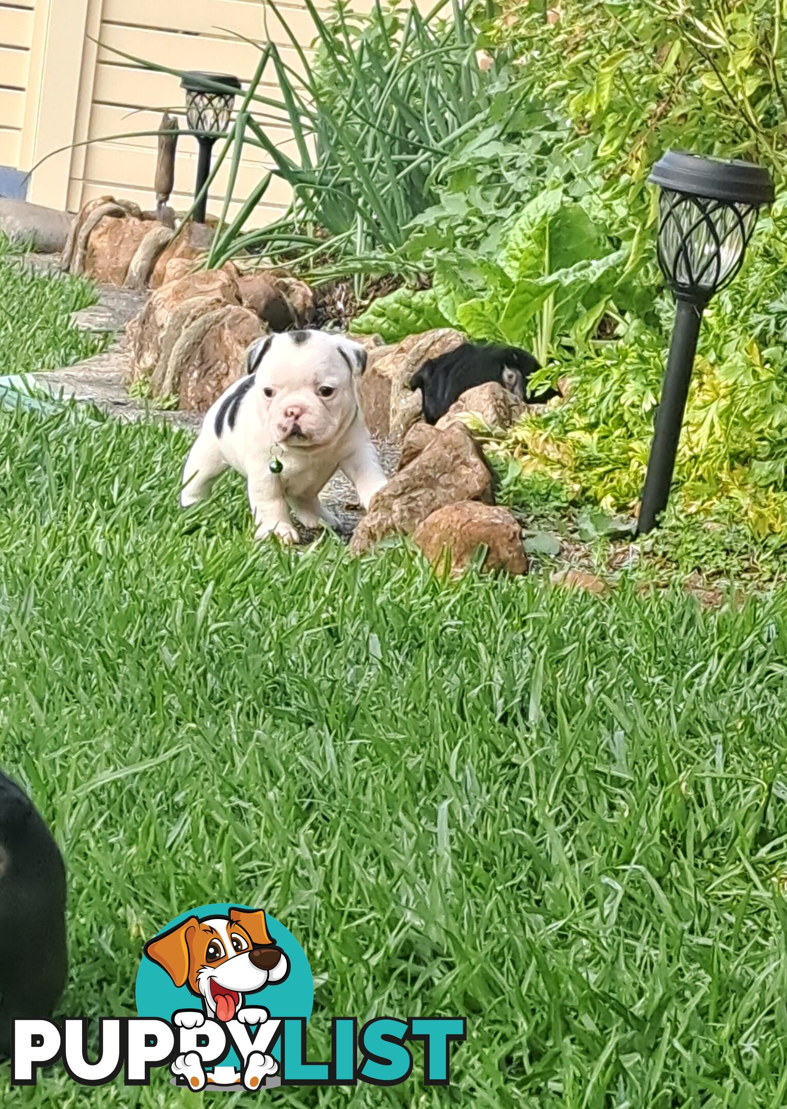 French bulldog puppies