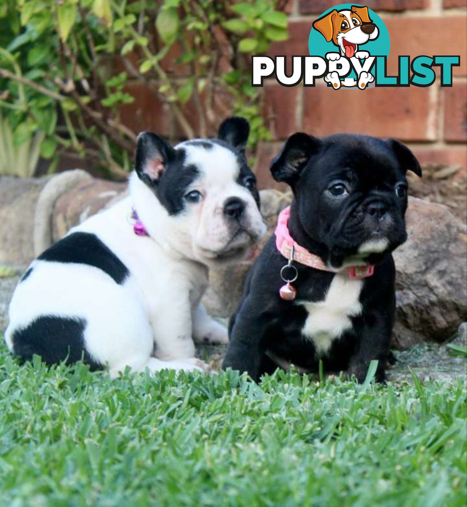 French bulldog puppies