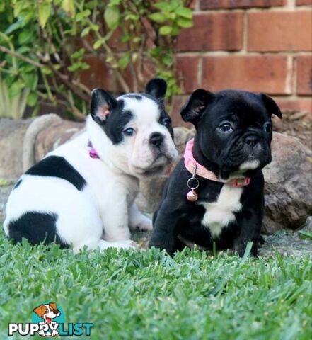 French bulldog puppies