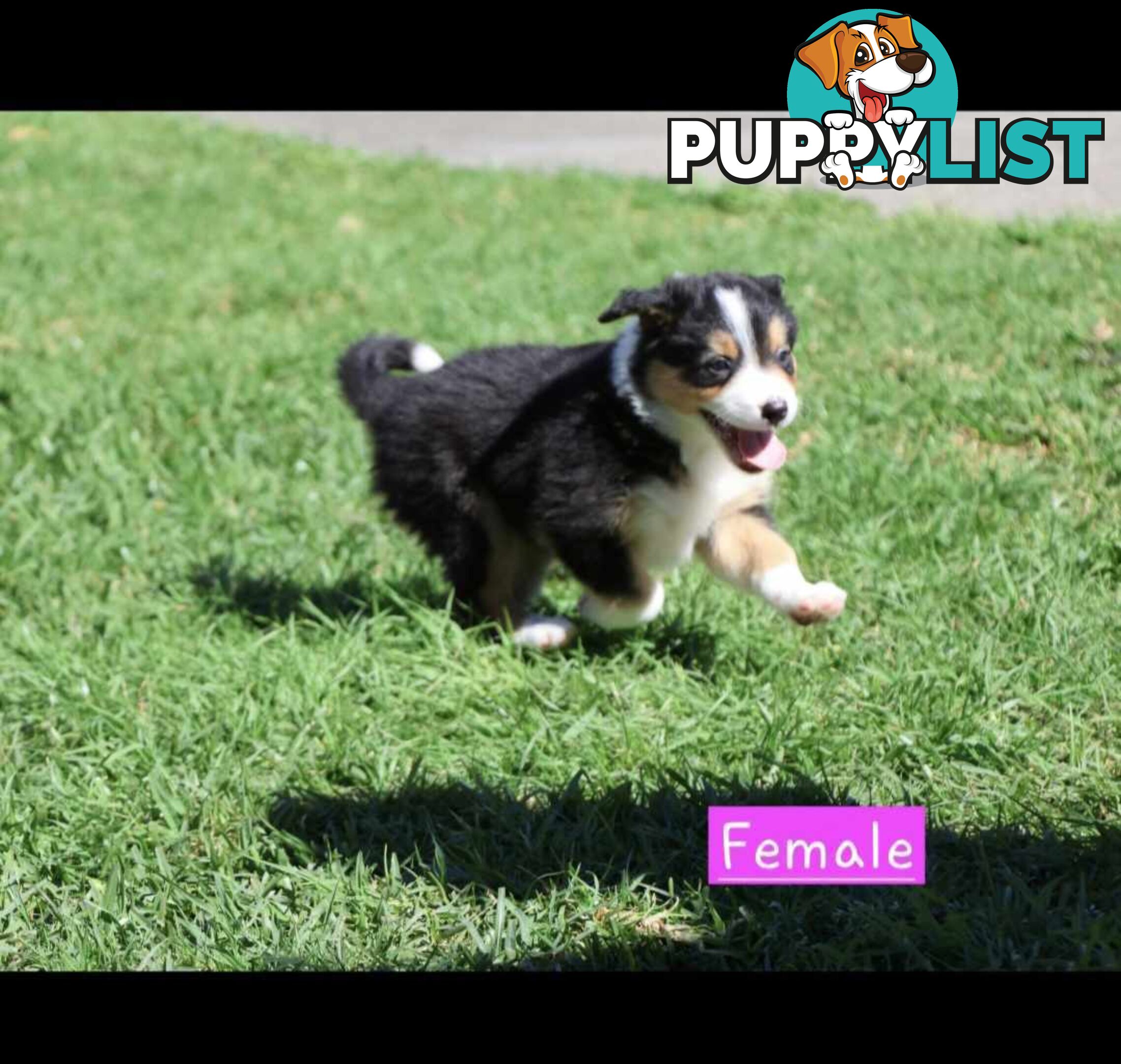 Border Collie Puppies