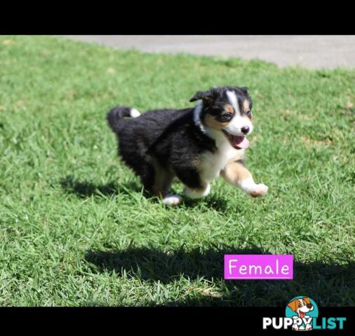 Border Collie Puppies