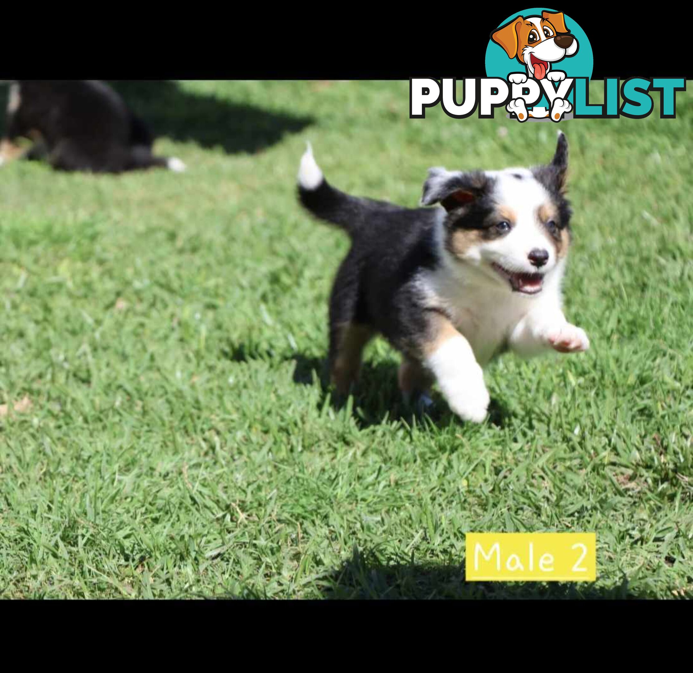 Border Collie Puppies