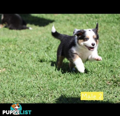 Border Collie Puppies