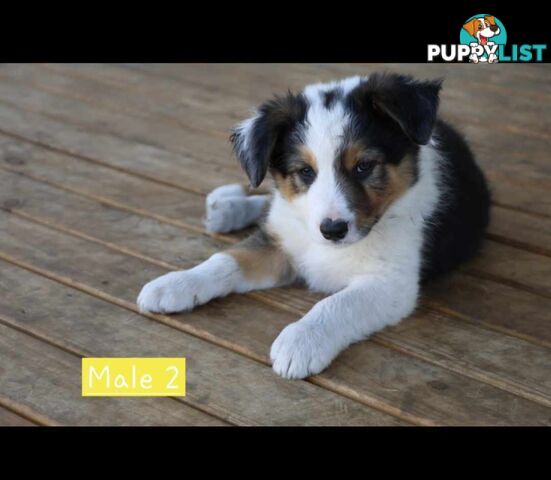 Border Collie Puppies