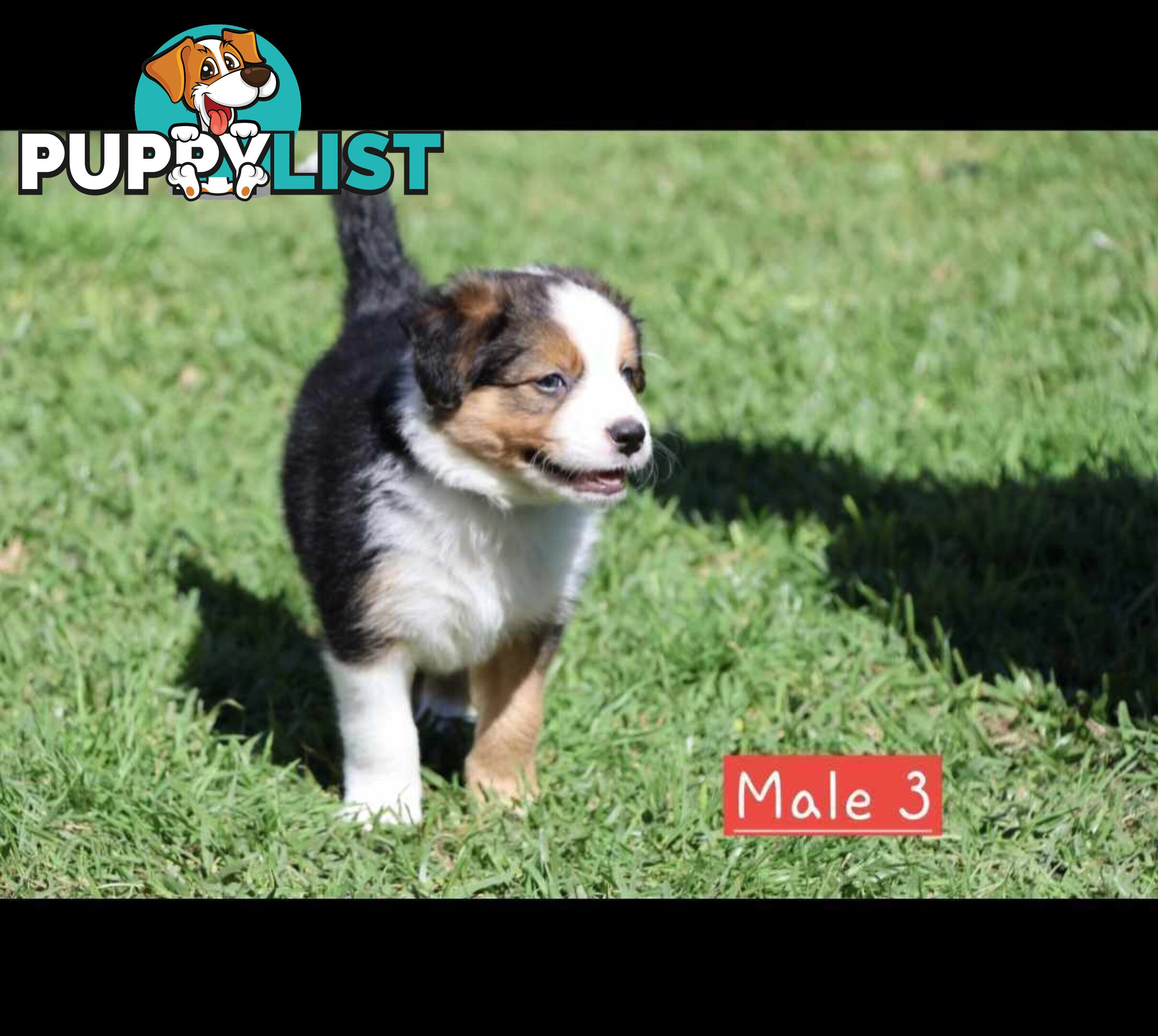 Border Collie Puppies