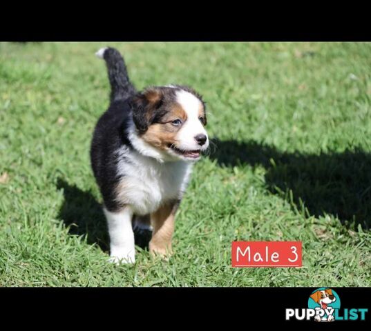 Border Collie Puppies