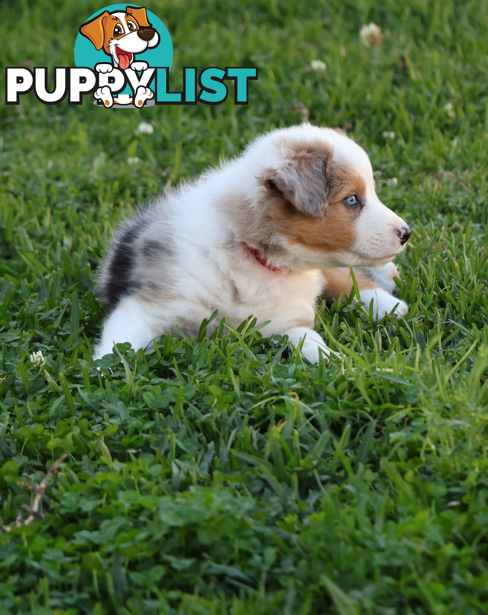 Border Collie Puppies