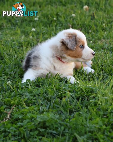 Border Collie Puppies