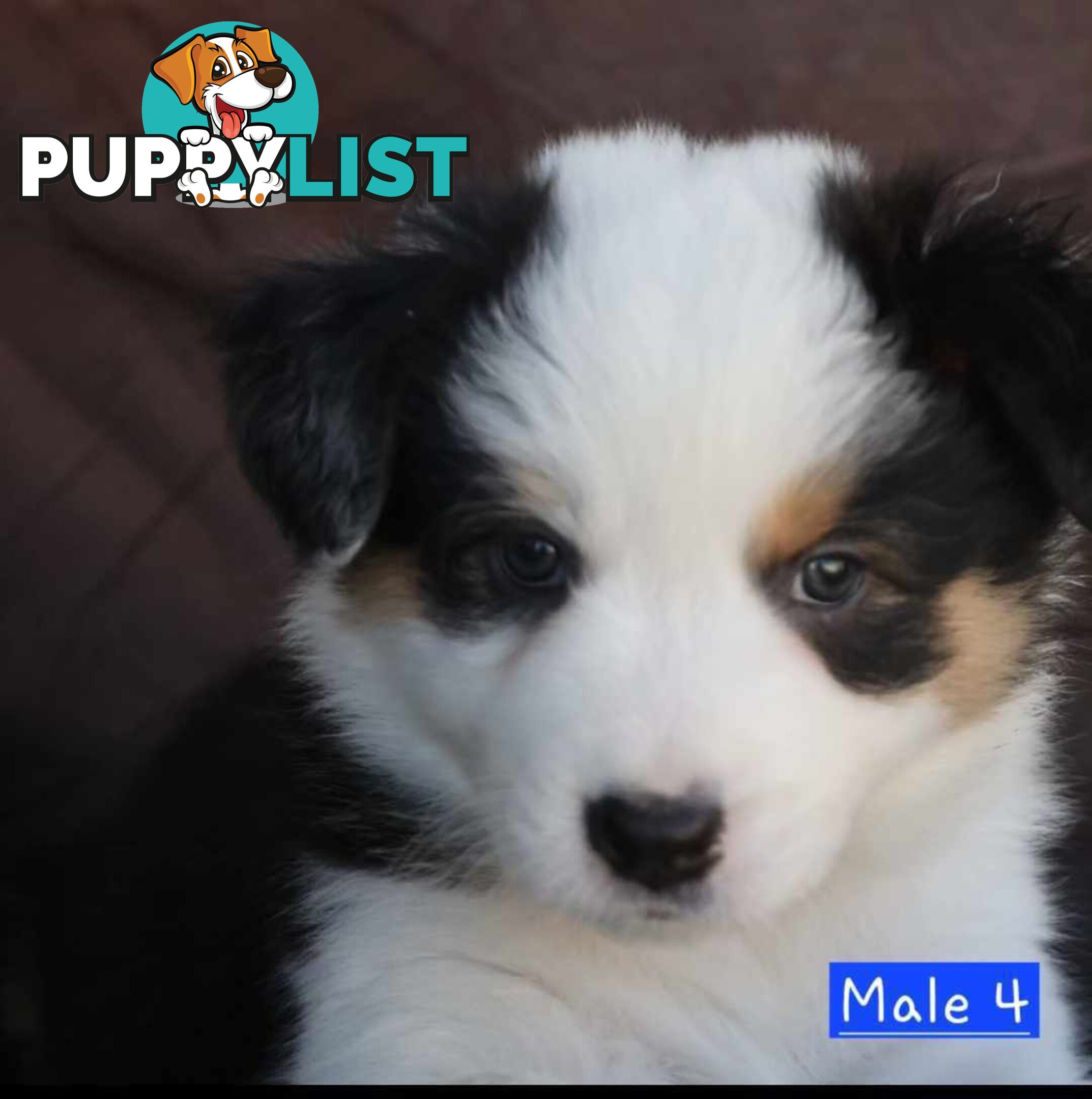 Border Collie Puppies