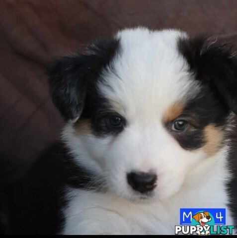 Border Collie Puppies