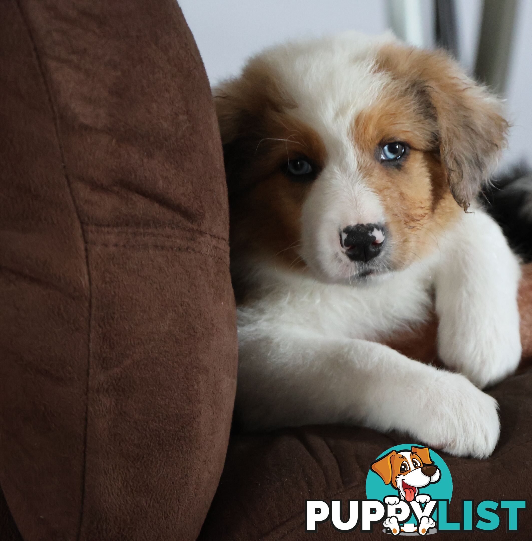 Border Collie Puppies