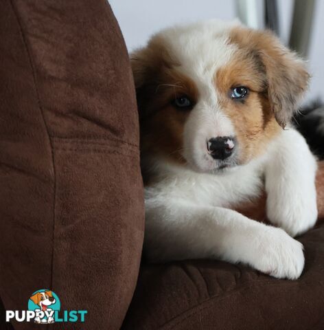 Border Collie Puppies