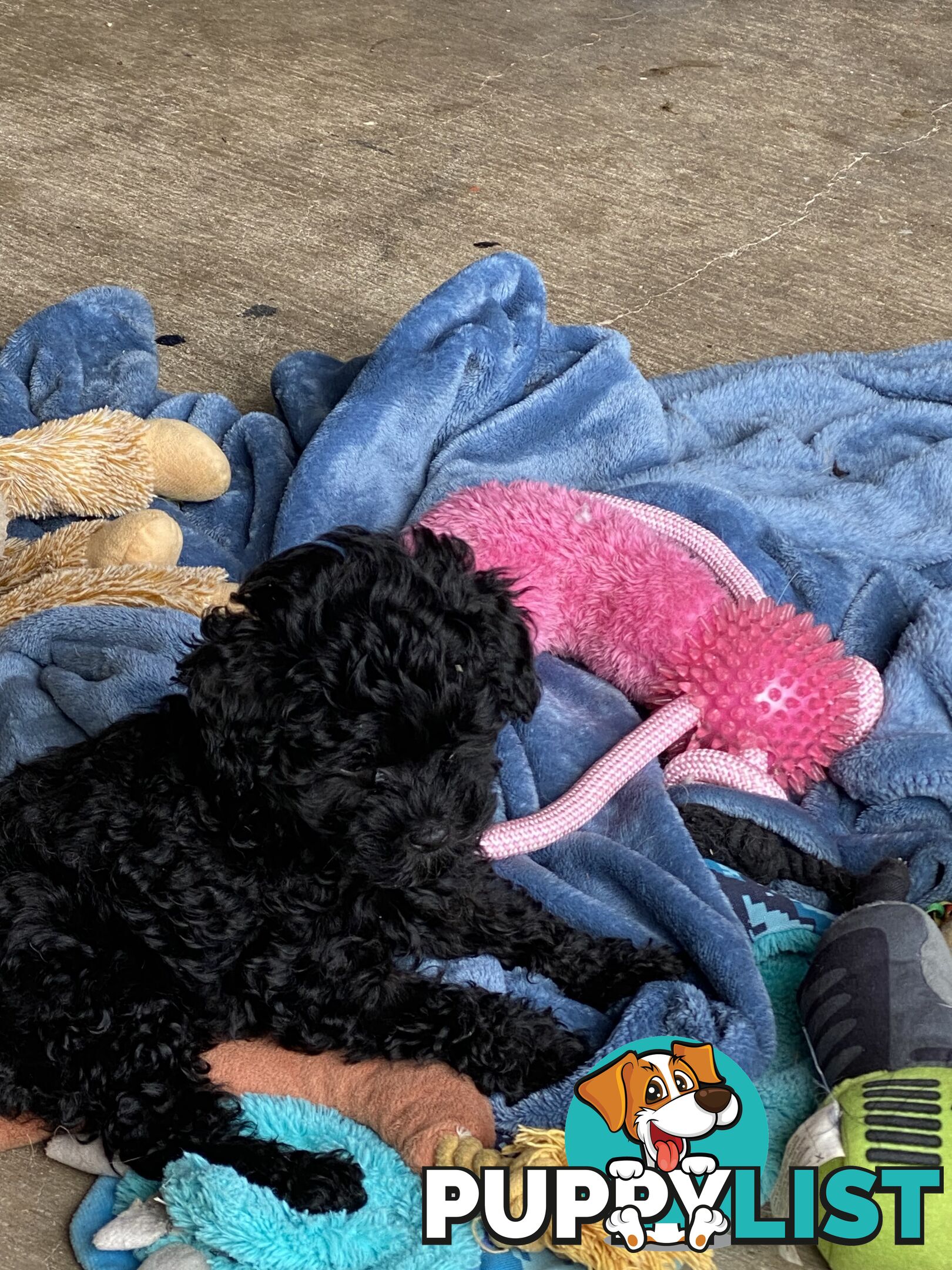 Tiny apricot cavoodle