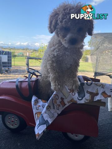 Tiny apricot cavoodle