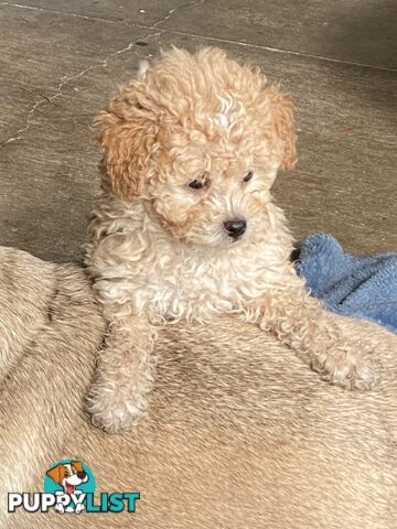 Tiny apricot cavoodle