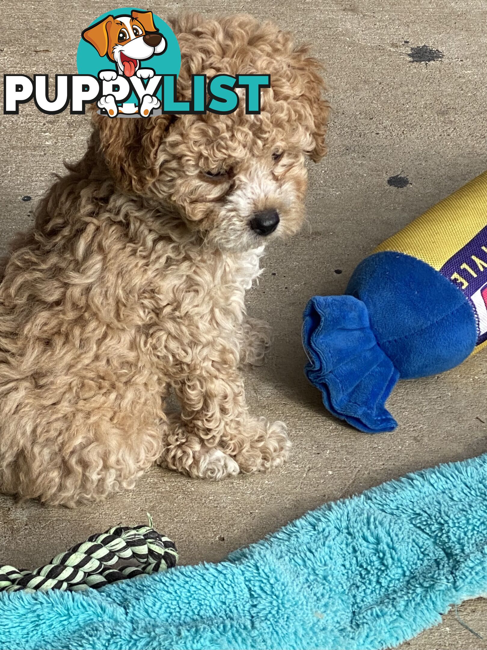 Tiny apricot cavoodle