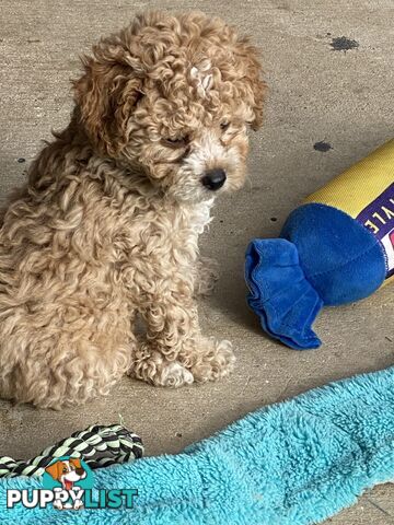 Tiny apricot cavoodle