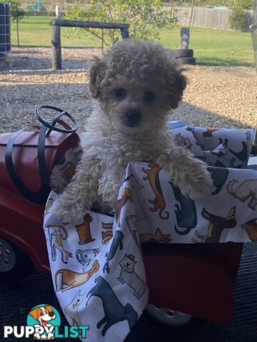 Tiny apricot cavoodle