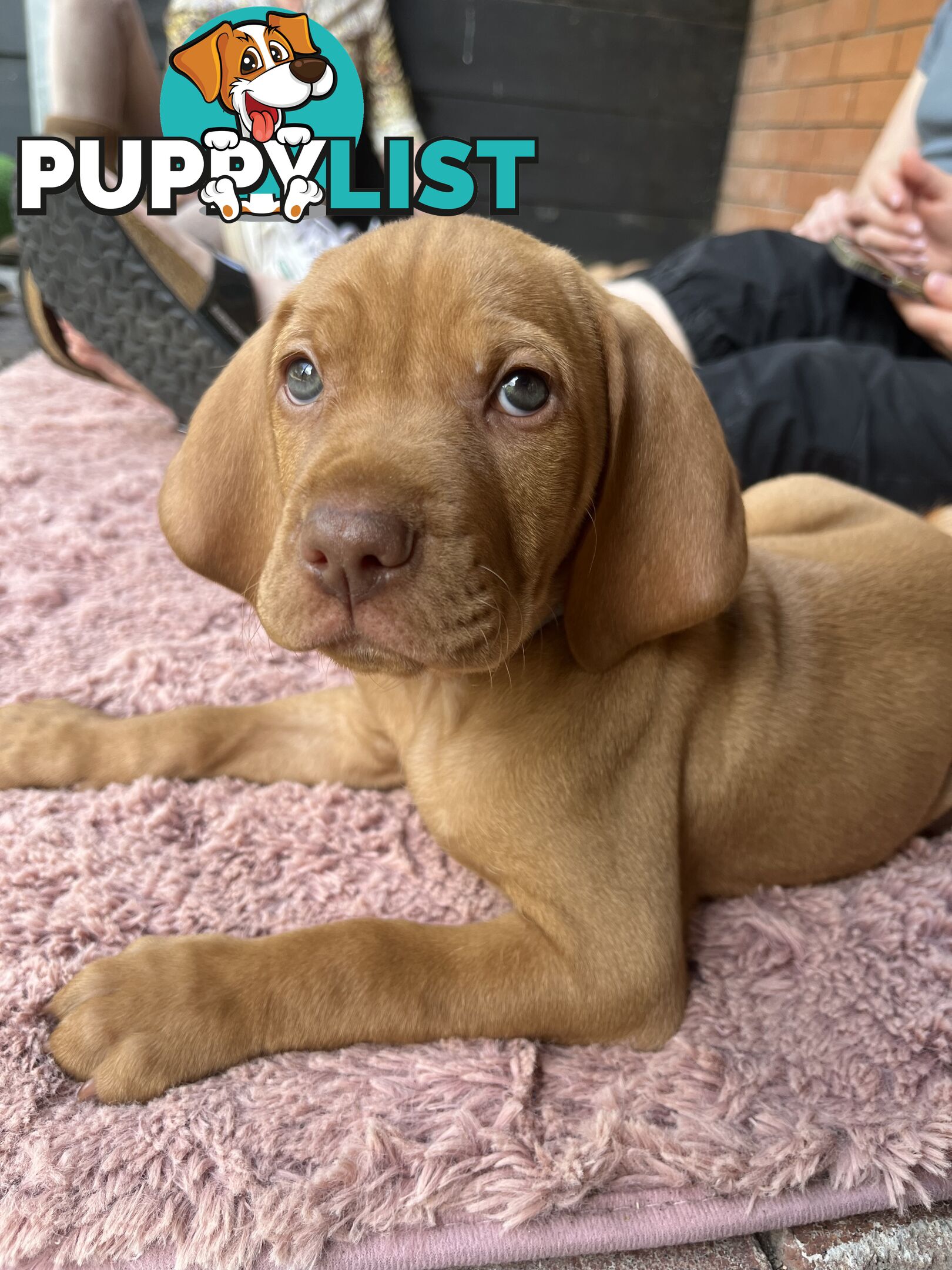 Vizsla Pups for Sale