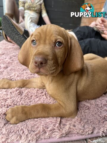 Vizsla Pups for Sale