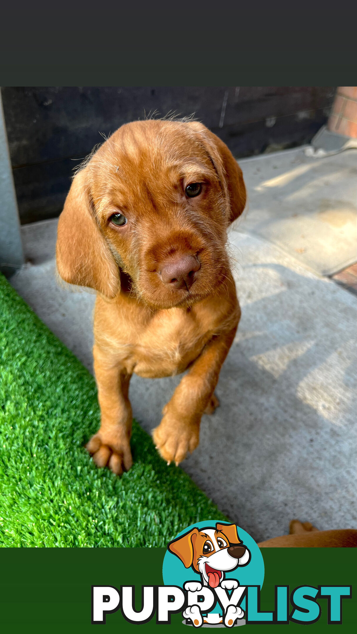 Vizsla Pups for Sale