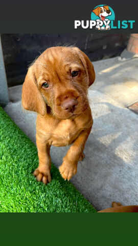 Vizsla Pups for Sale