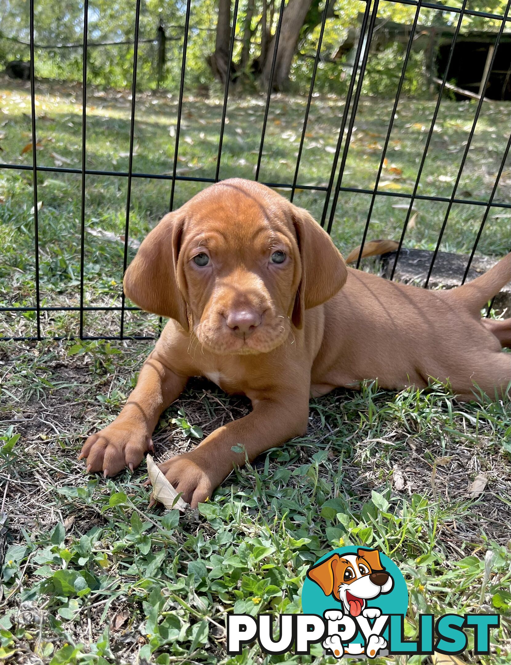 Vizsla Pups for Sale