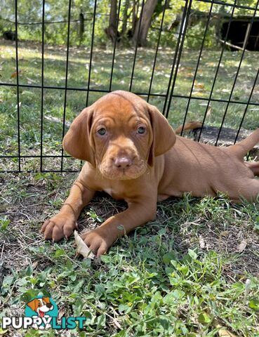 Vizsla Pups for Sale