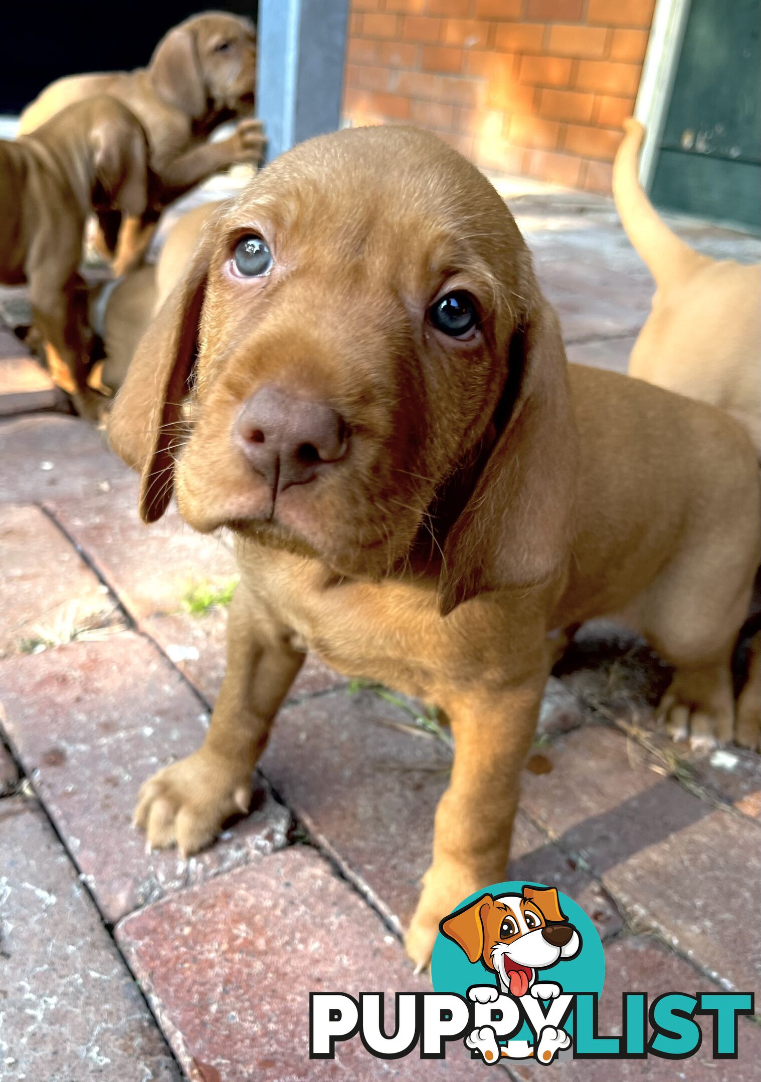 Vizsla Pups for Sale