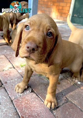 Vizsla Pups for Sale