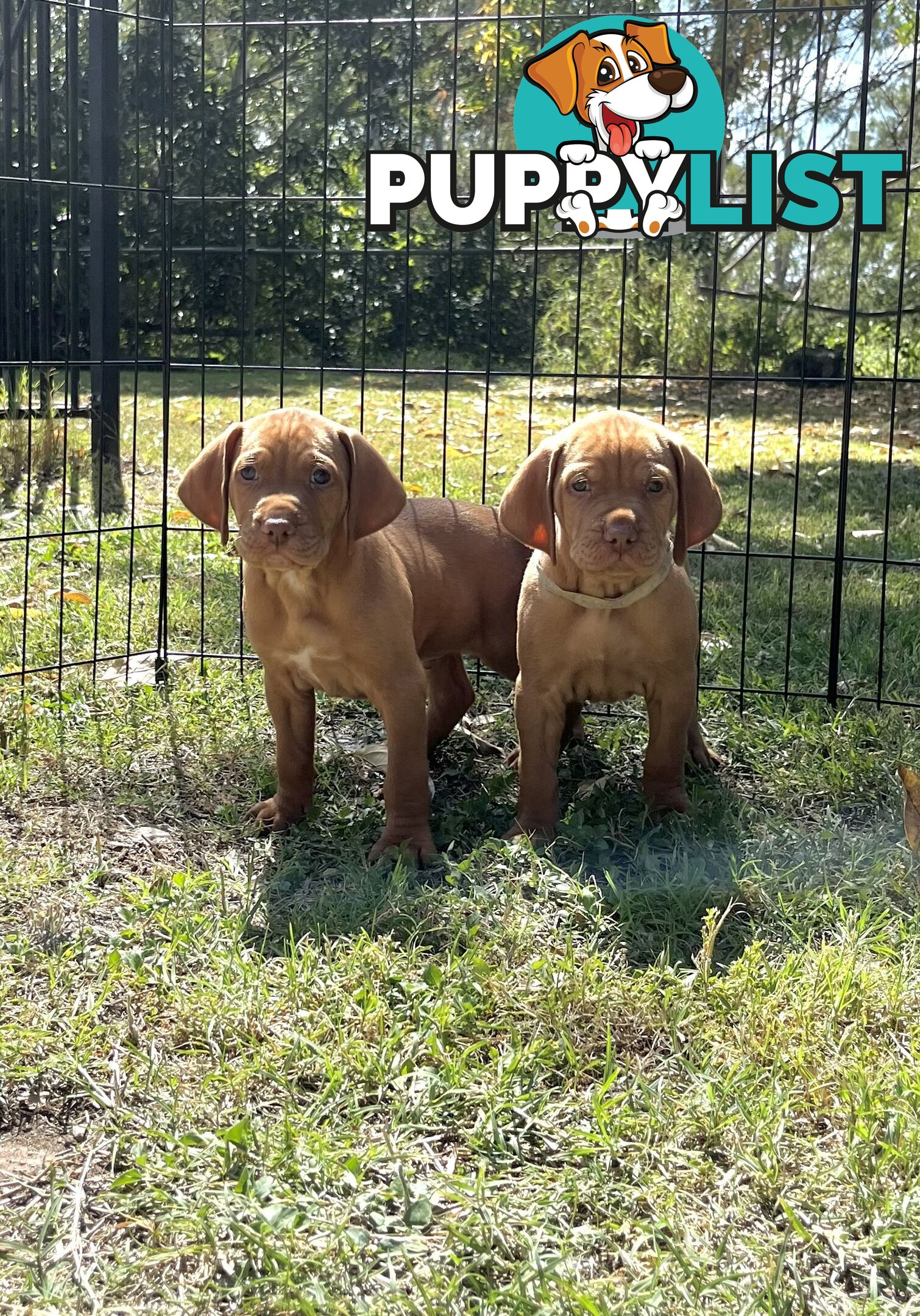 Vizsla Pups for Sale