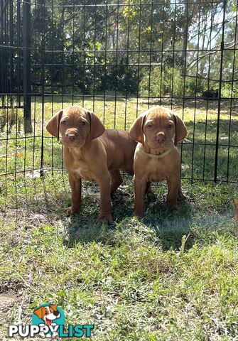 Vizsla Pups for Sale