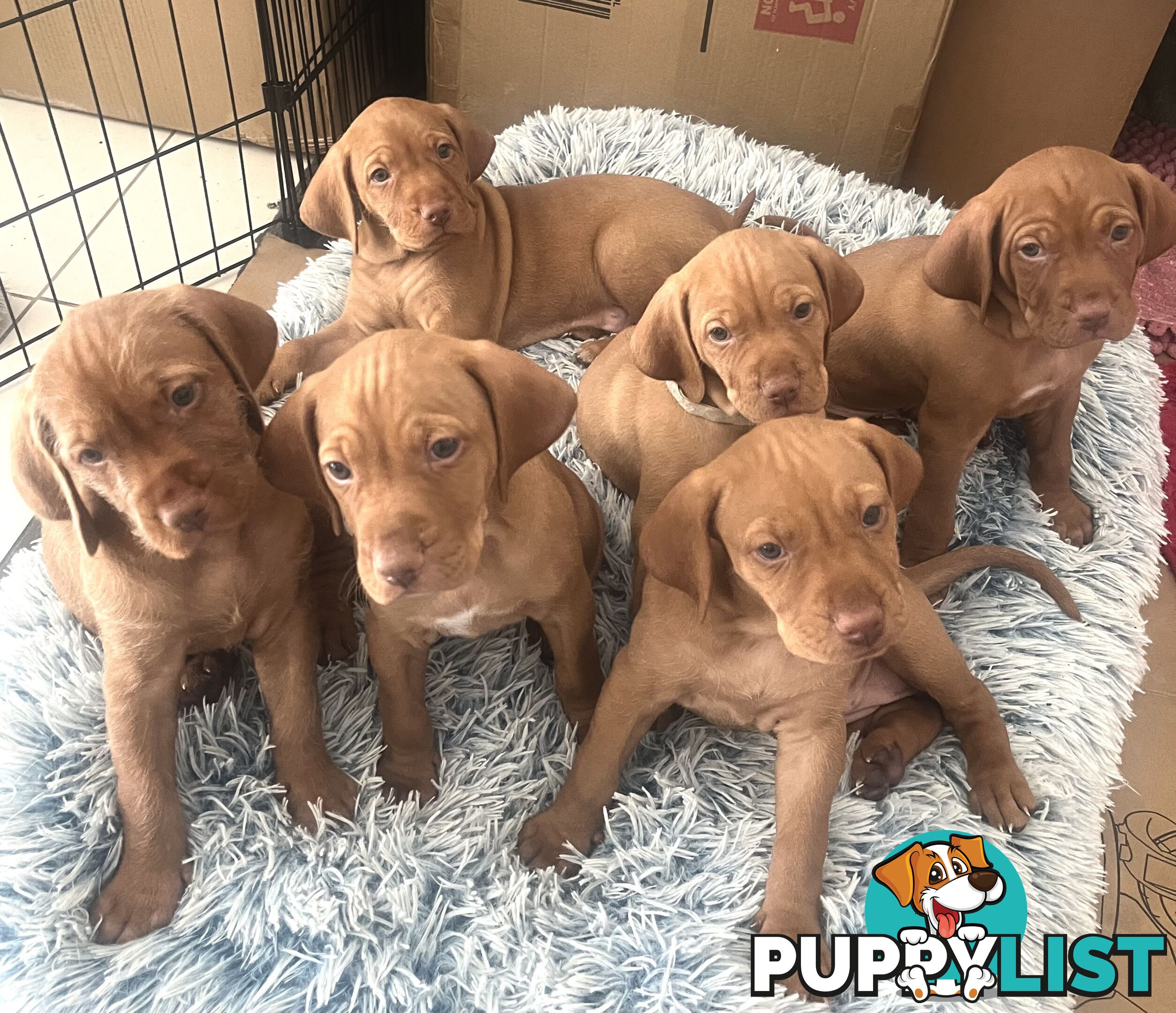 Vizsla Pups for Sale