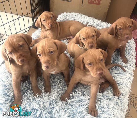 Vizsla Pups for Sale