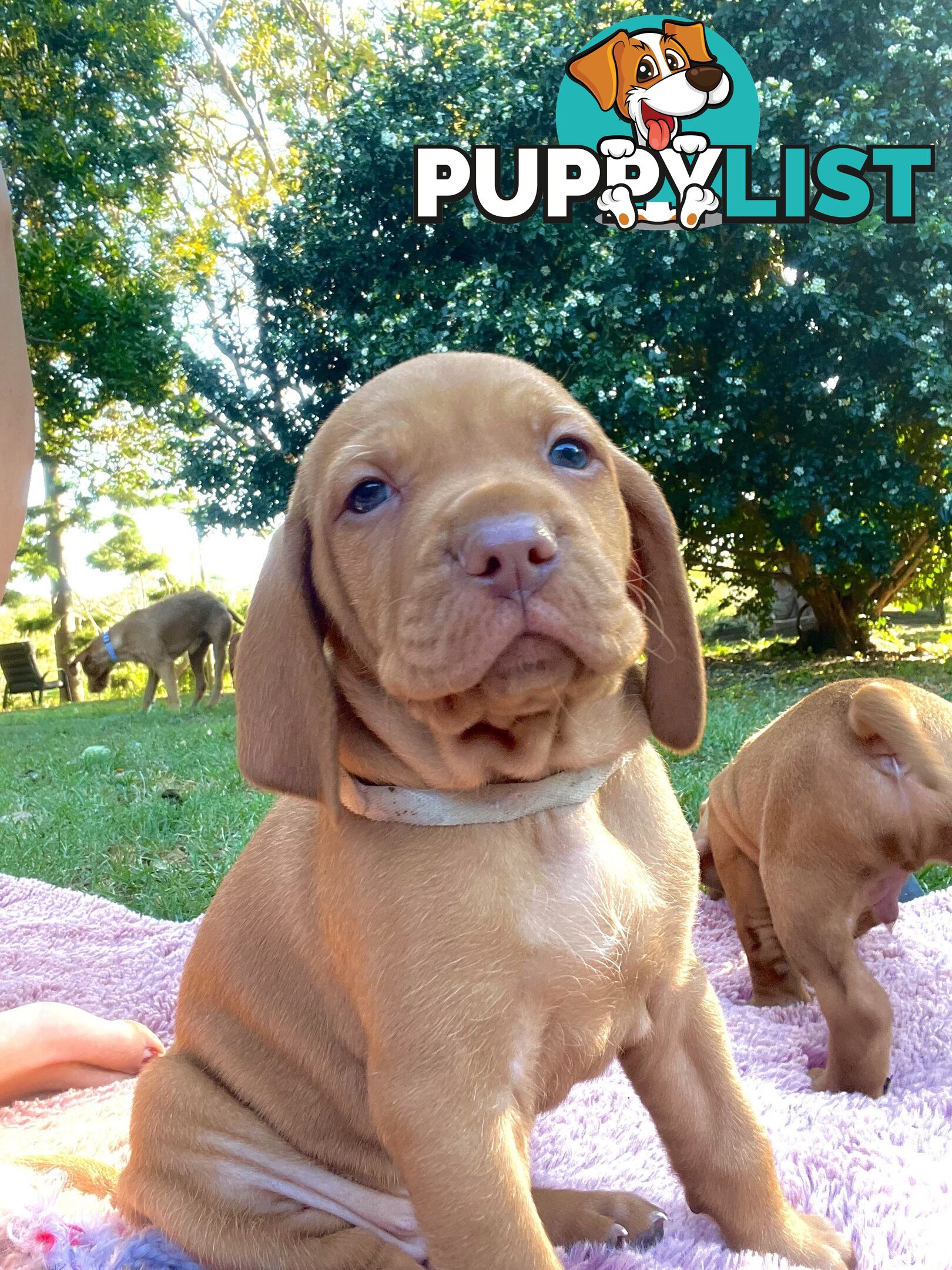 Vizsla Pups for Sale