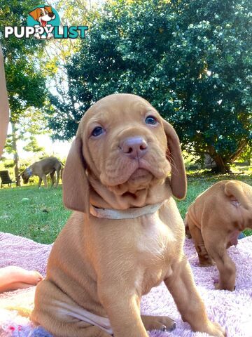 Vizsla Pups for Sale