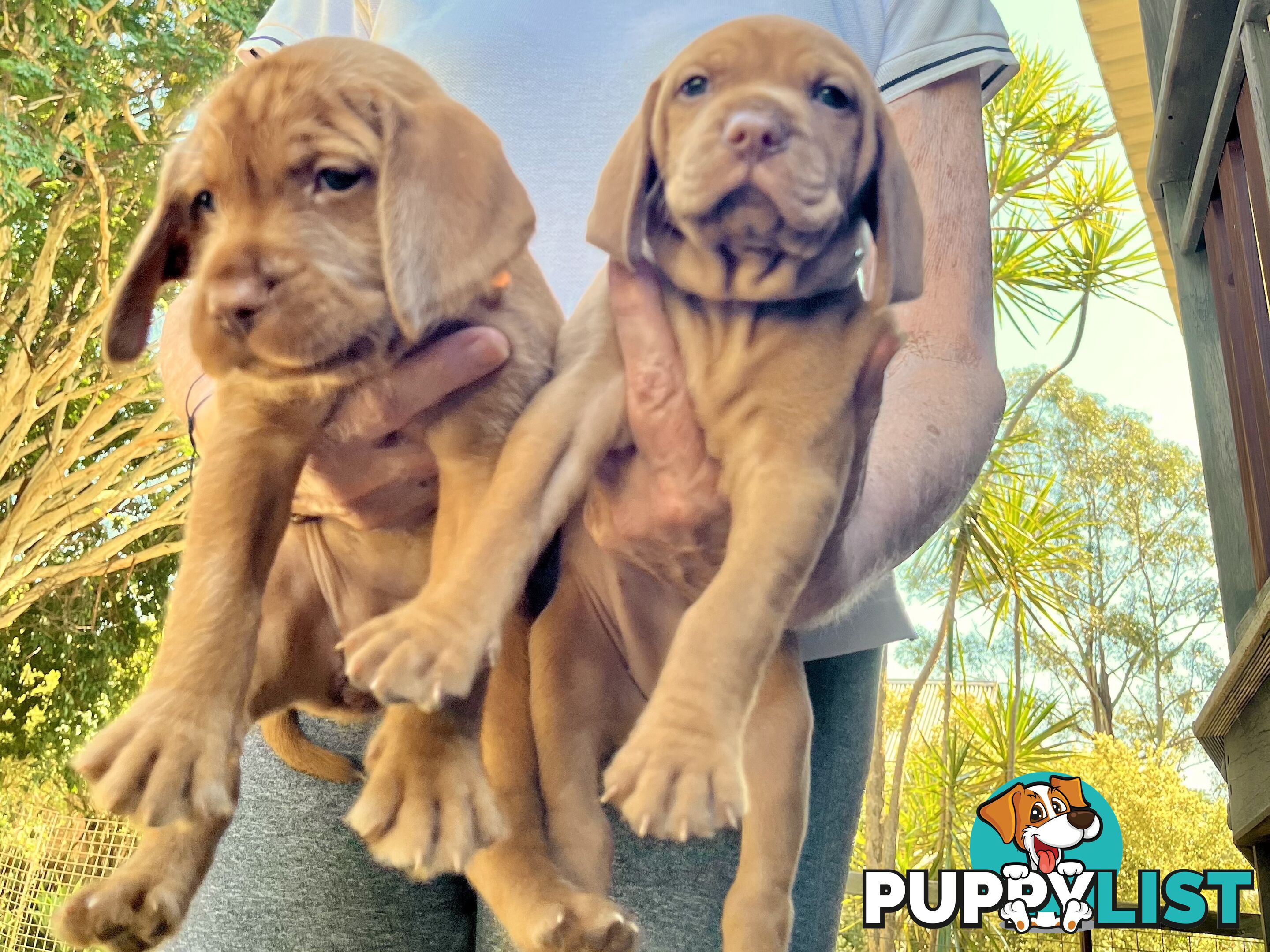 Vizsla Pups for Sale