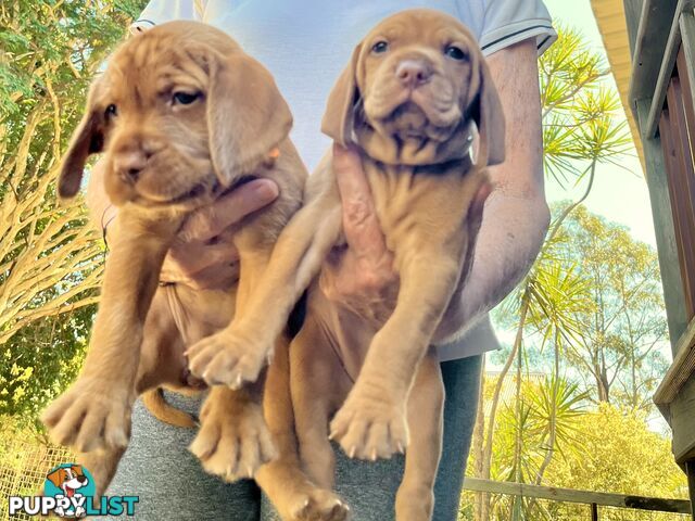 Vizsla Pups for Sale