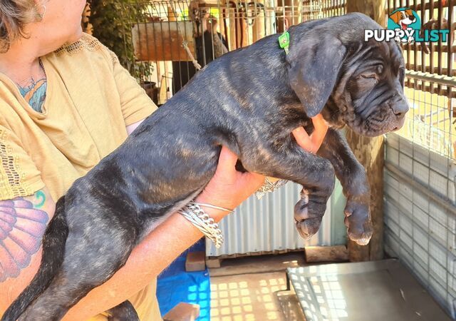 Mastiff x Cane Corso Puppies